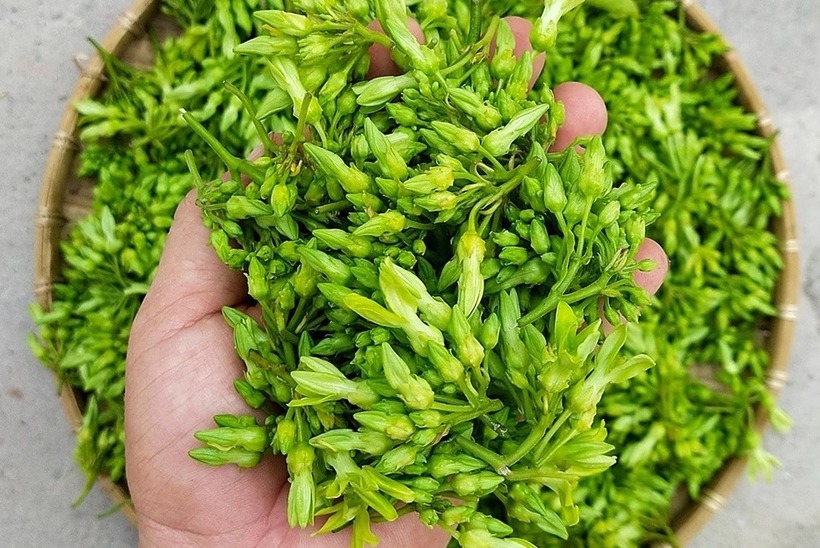 Hoa thiên lý có nhiều công dụng, một trong số đó là hỗ trợ điều trị bệnh trĩ. Ảnh minh họa