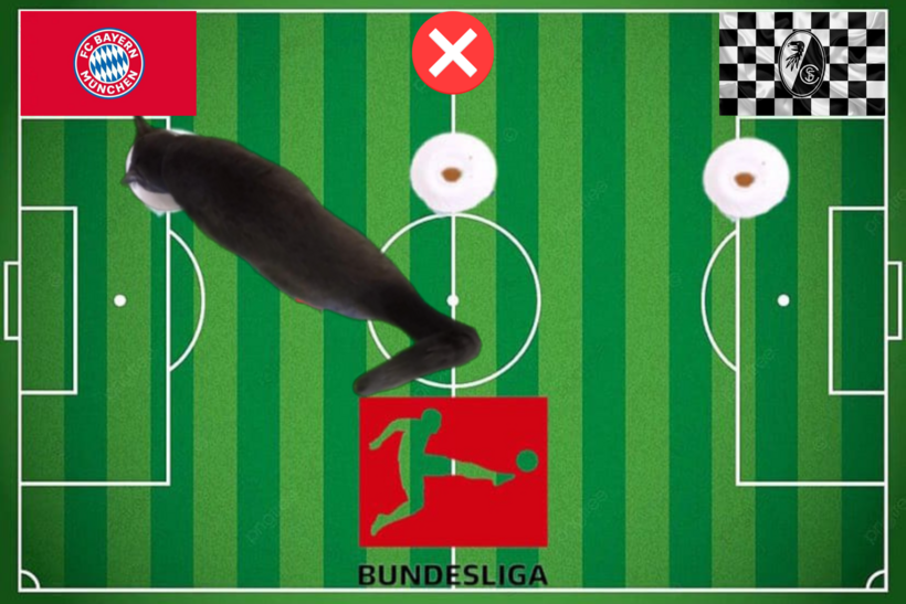 Lựa chọn của chú mèo tiên tri trong trận đấu Bayern Munich vs Freiburg