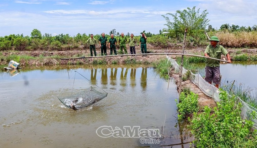 Chú nông dân "hốt bạc" nhờ nuôi loài tối thui, được xem là "vua cá nước ngọt". Ảnh: Báo Cà Mau