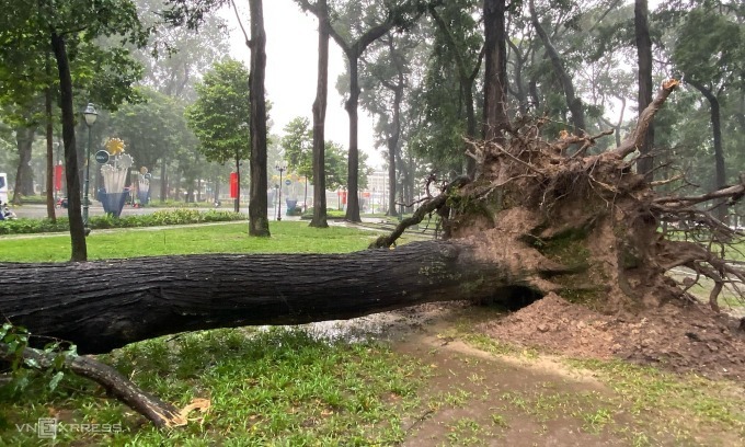 Cây sao cổ thụ đổ trong cơn giông lốc, chiều 9/4. (Ảnh: VNE)