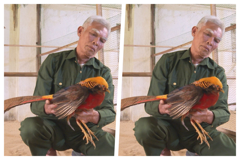 Bác nông dân Hoàng Văn Thường ở Hà Tĩnh thành công với mô hình nuôi chim trĩ. Ảnh: Cổng thông tin điện tử huyện Kỳ Anh