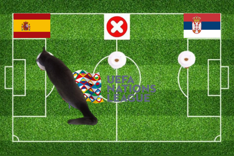 Lựa chọn của chú mèo tiên tri trước cặp đấu Serbia vs Tây Ban Nha