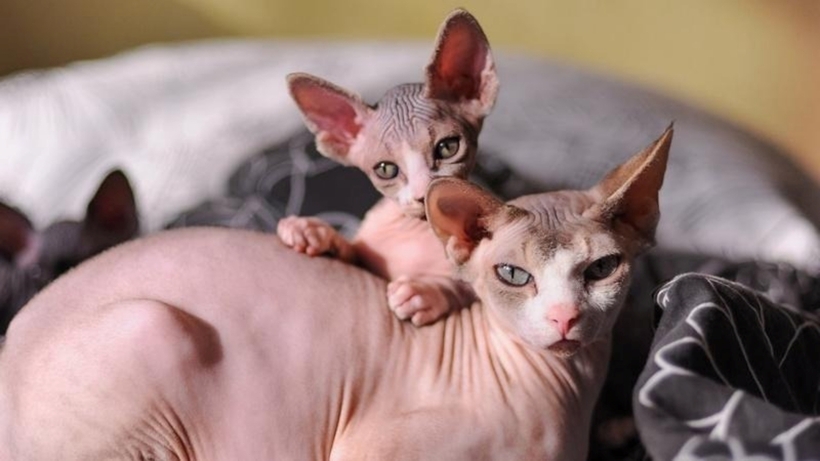 Mèo Sphynx. Ảnh minh họa