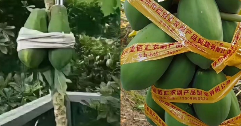 Người dân cẩn thận bảo vệ cây ăn quả trong vườn trước cơn bão. Ảnh: Weibo.