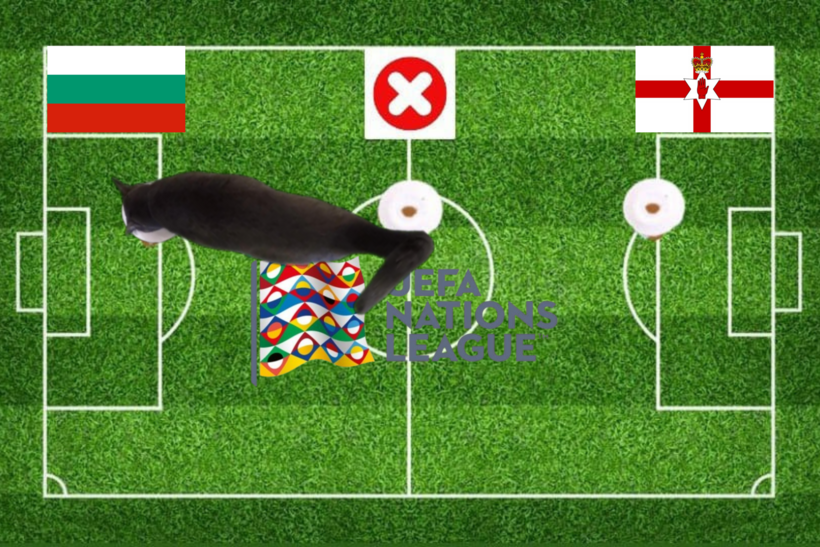 Mèo tiên tri dự đoán kết quả trước trận đấu Bulgaria vs Bắc Ireland