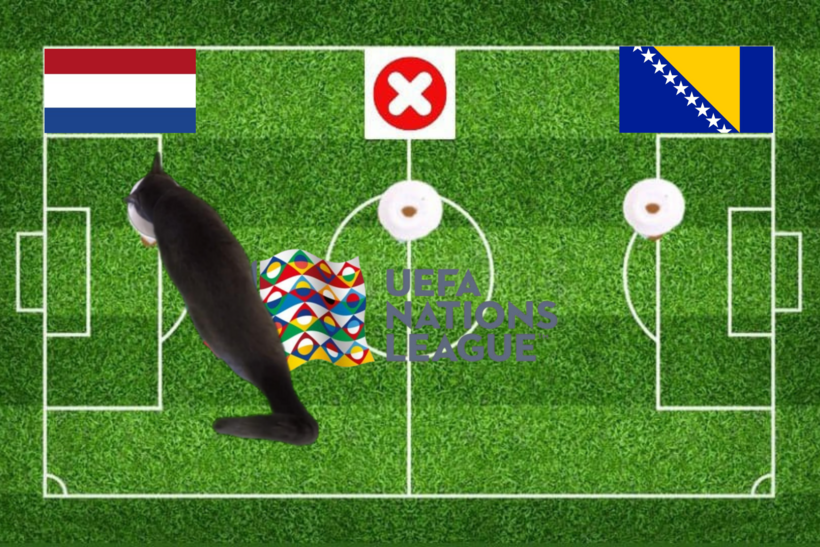 Lựa chọn của chú mèo tiên tri trước trận đấu Hà Lan vs Bosnia