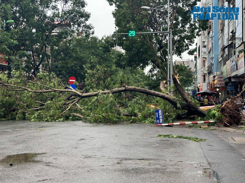 Tính đến 7h sáng 8/9, toàn thành phố Hà Nội có 14.660 cây xanh bị đổ và gãy cành. Ảnh: Nguyễn Lâm.