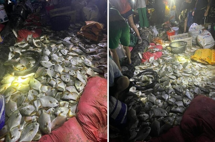 Đa số những con cá dạt vào bờ là cá chim Vàng Áng. Ảnh: Phụ nữ số.