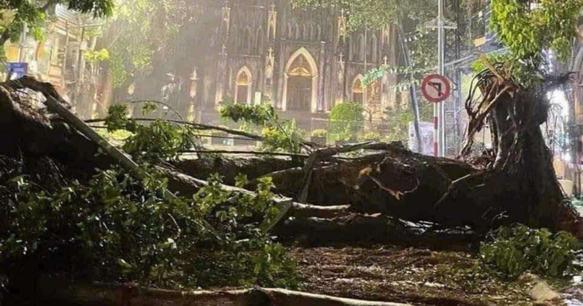 Hai cây cổ thụ trước Nhà thờ Lớn.