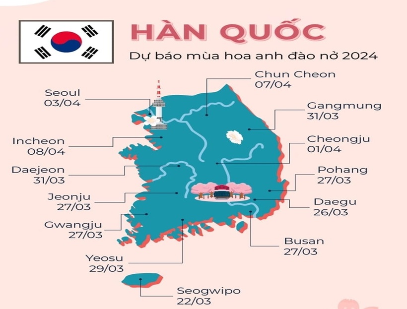 Lịch nở hoa anh đào Hàn Quốc 2024. (Ảnh: vietluxtour)