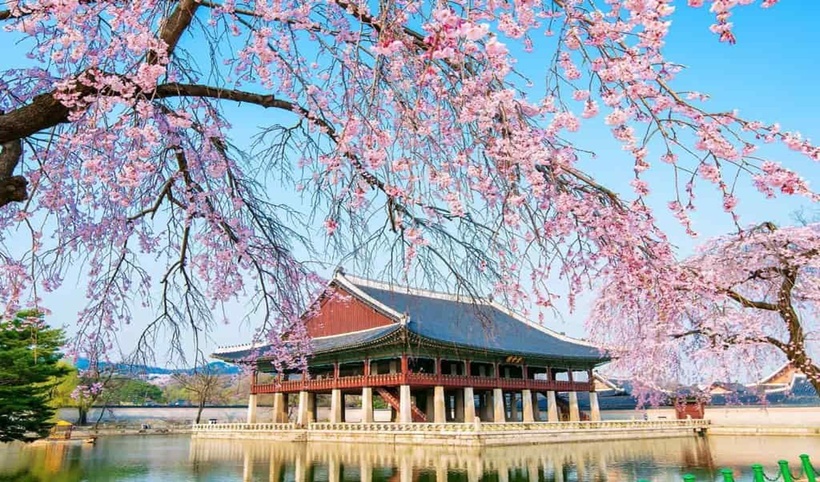 Hoa anh đào là một biểu tượng của sắc xuân, một loài hoa đẹp đến nao lòng khiến cho bao du khách trên thế giới muốn đến Hàn Quốc để chiêm ngưỡng.