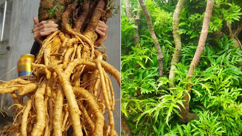 Củ đinh lăng được lựa chọn nhiều để ngâm rượu.