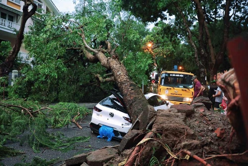 Xe ô tô bị cây đổ đè trúng trong bão số 3. Ảnh: Lao động