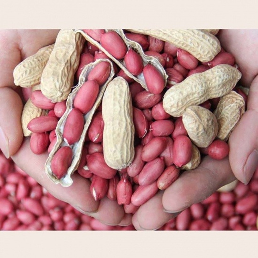 Lạc là một loại hạt dinh dưỡng phổ biến, được ưa chuộng.