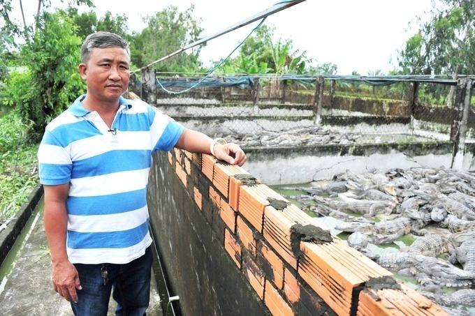 Anh nông dân Tôn Văn Sồi đạt doanh thu hơn 6 tỷ mỗi năm nhờ nuôi "chúa tể đầm lầy". Ảnh: Kiến thức