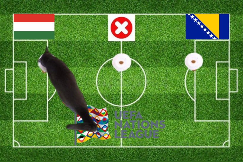 Mèo tiên tri dự đoán kết quả trước trận đấu Hungary vs Bosina