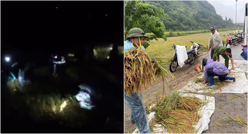 Chính quyền địa phương và lực lượng chức năng hỗ trợ người dân gặt lúa. (Ảnh: VietnamNet)