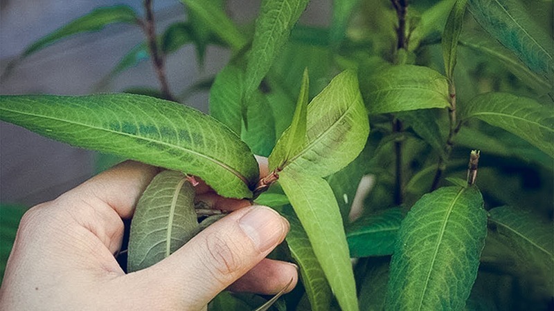 Rau răm có tính nóng, có thể làm tăng nhiệt trong cơ thể.