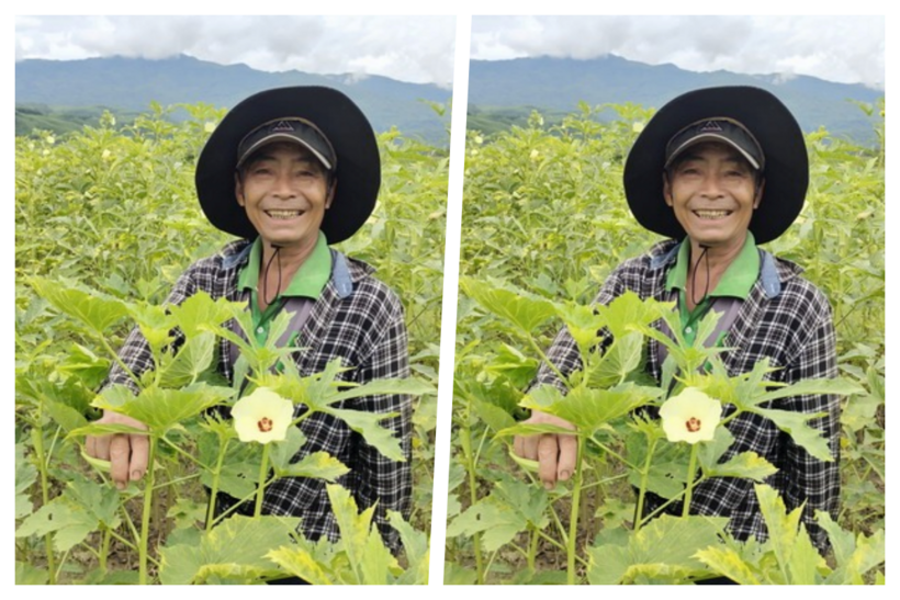 Chú nông dân tên Đẹp "sống tốt" nhờ trồng đậu bắp - loài được ví là "nhân sâm xanh". Ảnh: Báo Bình Định