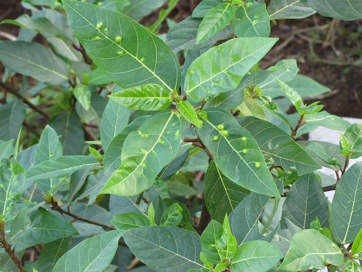 Một trong những lợi ích đáng chú ý của lá sung là khả năng giúp ổn định lượng đường trong máu.