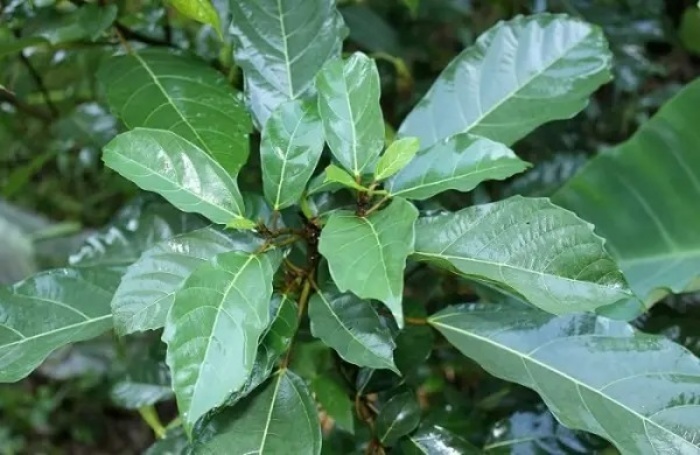 Lá sung còn có thể dùng để làm mặt nạ chăm sóc da, giúp làm sáng da, giảm mụn và cải thiện tình trạng viêm da.