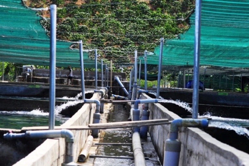 Hệ thống nuôi cá tầm của anh Thu là bể xây bằng gạch, bằng bê tông có láng xi măng tạo thêm độ bền, chống thấm nước, các bể được đặt trên mặt đất. Ảnh: Báo Lâm Đồng