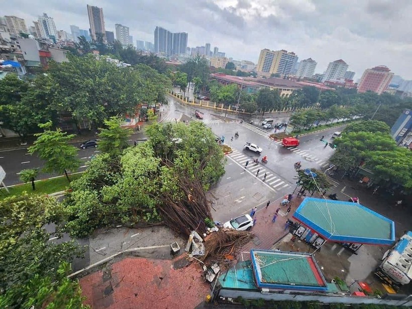 Nhiều cây cổ thụ gãy đổ ở Hà Nội do bão Yagi. Ảnh: Dân Việt