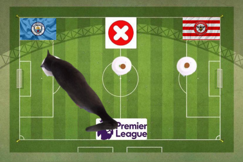 Dự đoán của chú mèo tiên tri trước trận đấu Man City vs Brentford