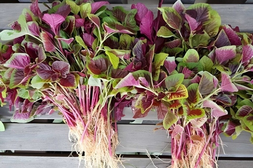 Rau dền là một loại rau bổ dưỡng, nhưng không phải ai cũng có thể ăn một cách an toàn.