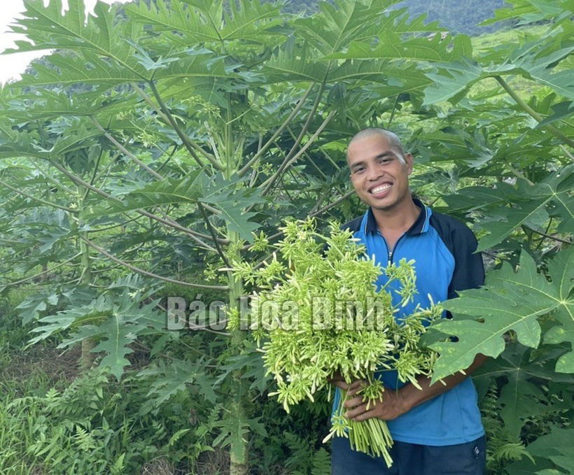 Không chỉ làm giàu cho bản thân, anh nông dân còn tạo công ăn việc làm ổn định cho 10 lao động chính và hàng chục lao động thời vụ với mức thu nhập khá. Ảnh: Báo Hòa Bình