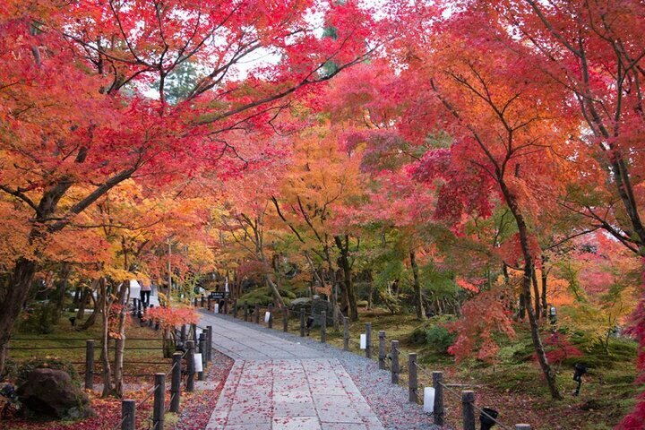 Kyoto là địa điểm ngắm lá mùa thu hàng đầu ở Nhật Bản. (Ảnh: ContemporaryNomad)