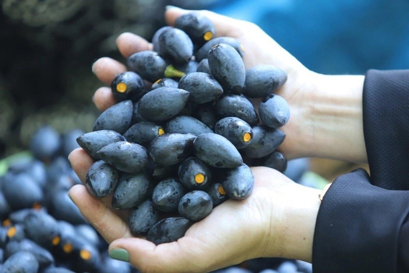 Quả trám đen