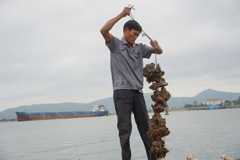 Anh nông dân Trần Quốc Trong đầu tư tiền tỷ nuôi loài "thần dược" ở cửa sông Gianh. Ảnh: Nông nghiệp Việt Nam