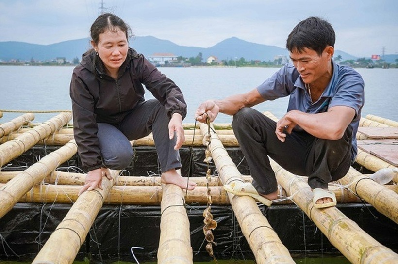 Loại hàu đại dương này thường chỉ cần 7 đến 8 tháng nuôi dưỡng là có thể thu hoạch. Ảnh: Thời báo Văn học Nghệ thuật