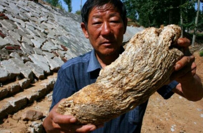 Linh chi Thái Tuế có vẻ ngoài khá đặc biệt và dễ bị nhầm lẫn với những gốc cây nên khó phát hiện. Ảnh minh họa