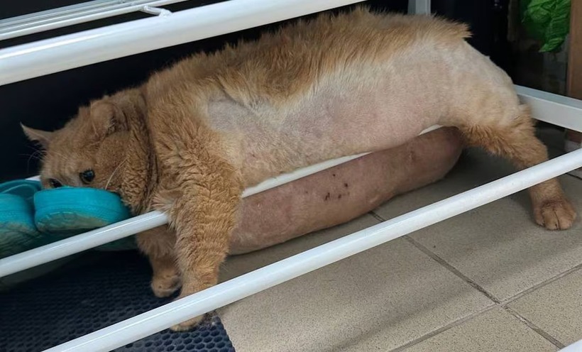 Chú mèo béo bị mắc kẹt. Ảnh: Matroskin_prm