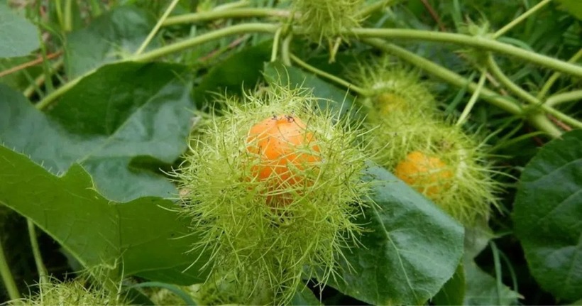 Lạc tiên giúp giảm đau, chống viêm