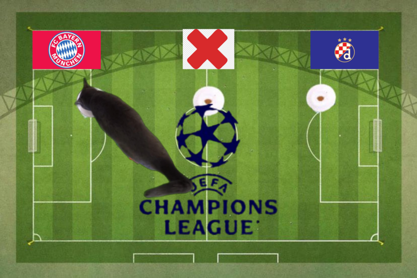 Lựa chọn của chú mèo tiên tri trước trận đấu Bayern Munich vs Dinamo