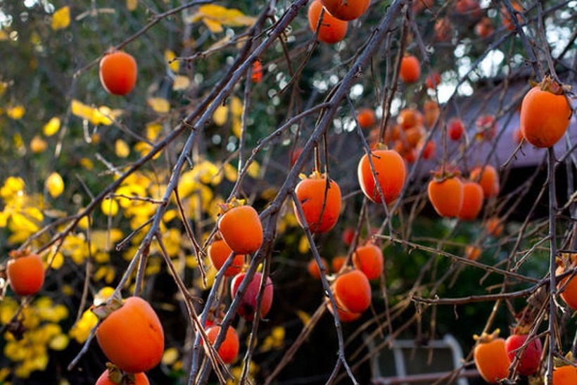 Không chỉ là một loại trái cây thơm ngon, quả hồng còn chứa đựng nhiều giá trị dinh dưỡng tuyệt vời.