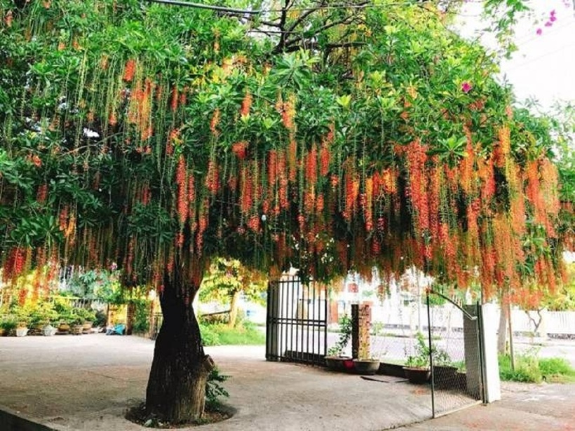 Lộc vừng, loài cây gắn liền với hình ảnh mùa hè rực rỡ với những chùm hoa đỏ thắm.