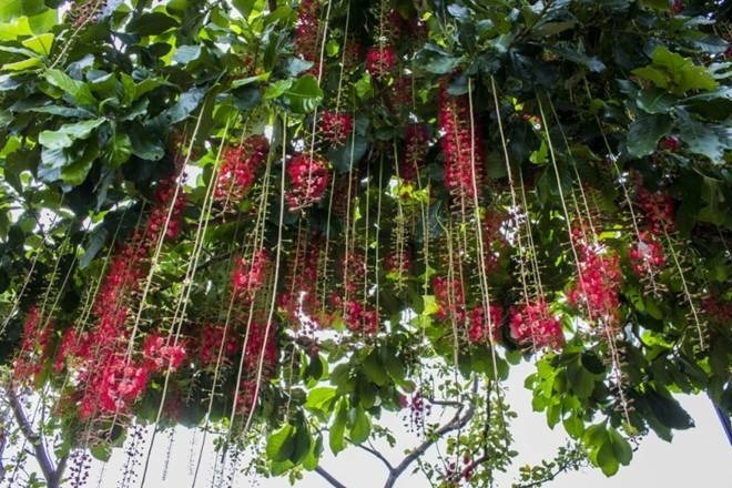 Lộc vừng có tán lá rộng, xanh mát, hoa đẹp, tạo nên điểm nhấn ấn tượng cho ngôi nhà.