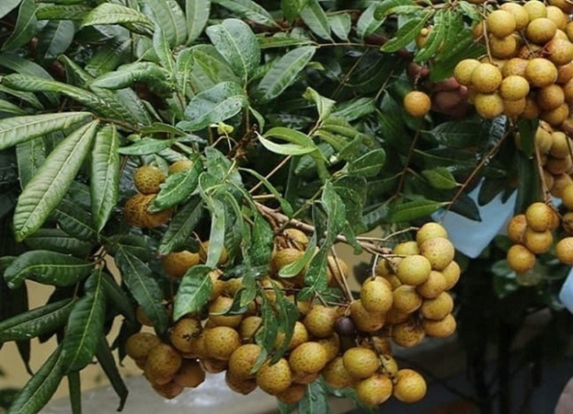 Trước khi quyết định trồng cây nhãn trước nhà, hãy cân nhắc kỹ lưỡng về không gian, thời gian chăm sóc và các yếu tố phong thủy.