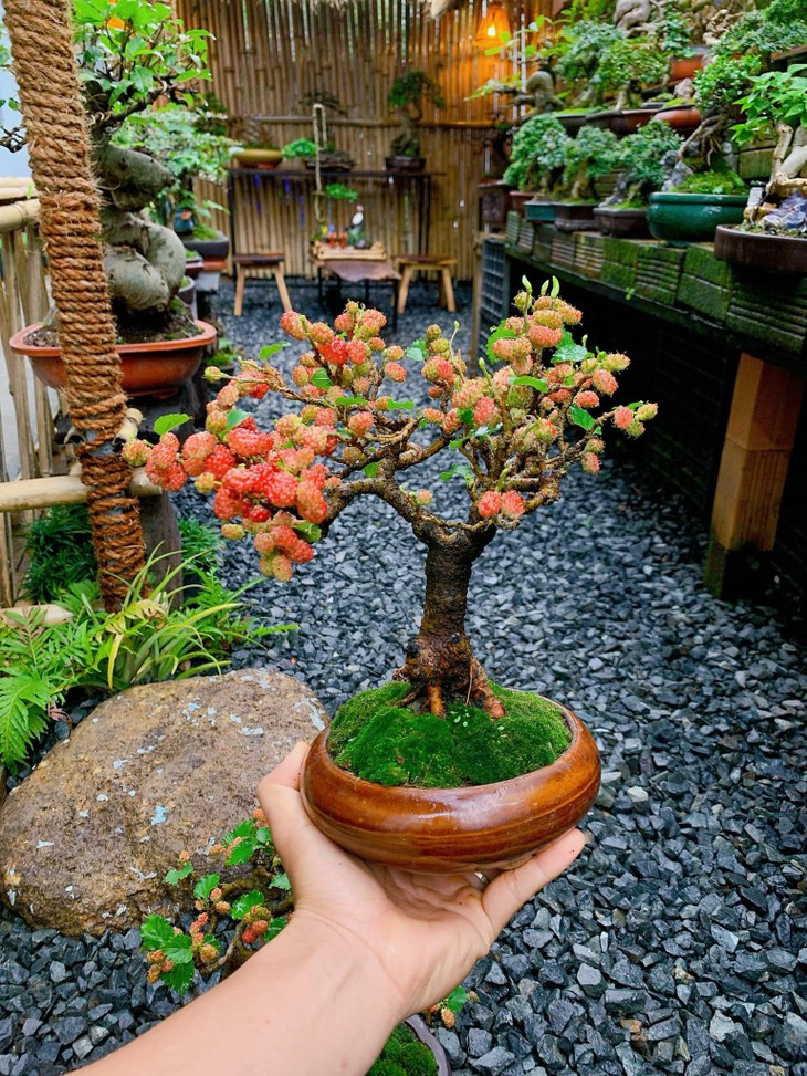 Một cây dâu tằm cảnh trồng trong chậu.