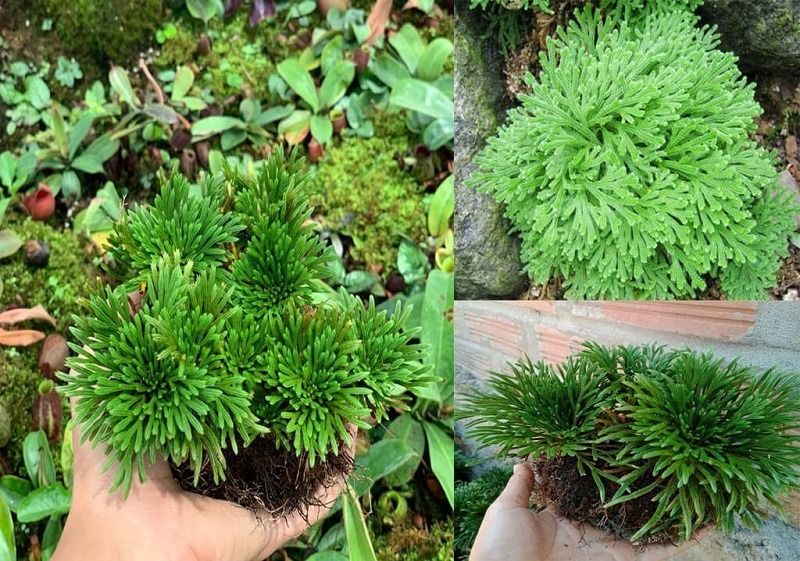 Cây trường sinh thảo có những công dụng tuyệt vời cho sức khỏe.
