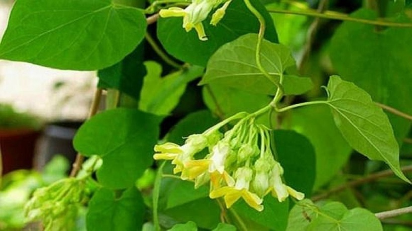 Tưới nước đều đặn cho hoa thiên lý, đặc biệt là trong những ngày nắng nóng.