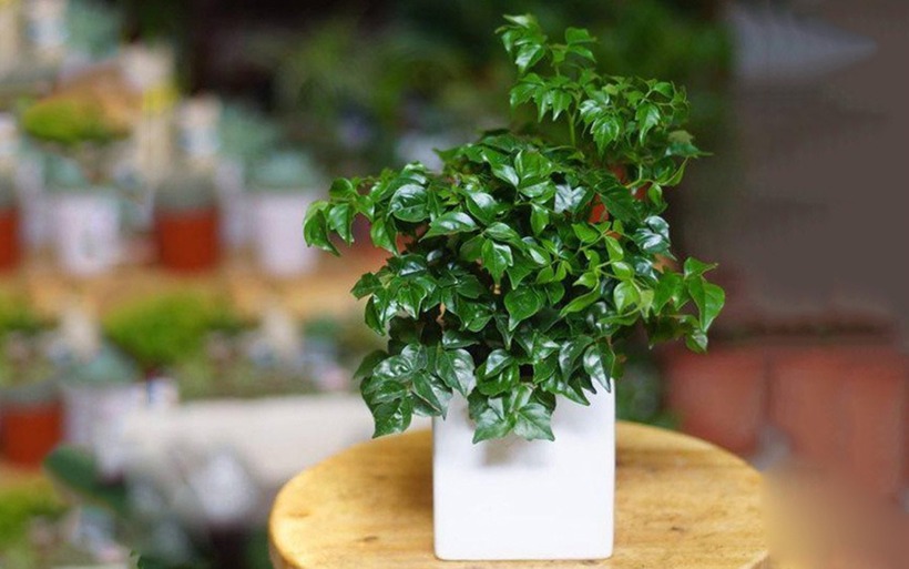 Cây hạnh phúc hợp với những người mệnh Mộc nhất. (Ảnh minh hoạ)