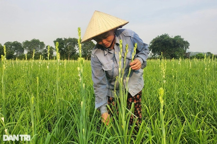 Mỗi ngày cô Hồng cắt 1.000 bông huệ là có ngay tiền triệu đút túi. Ảnh: Dân trí