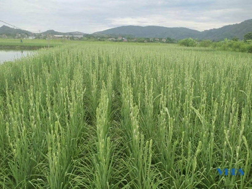 Mô hình trồng hoa huệ của nông dân ở Thanh Hóa. Ảnh: Báo Thanh Hóa