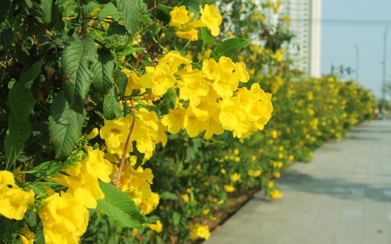 Hoa chuông vàng có màu vàng tươi, mọc thành chùm ở đầu cành rất rực rỡ.