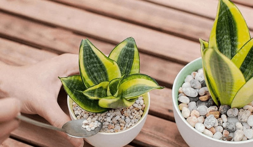 Trồng cây lưỡi hổ để trang trí